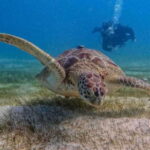 Puerto Morelos: Two Reef Dives for Certified Divers - Final Thoughts