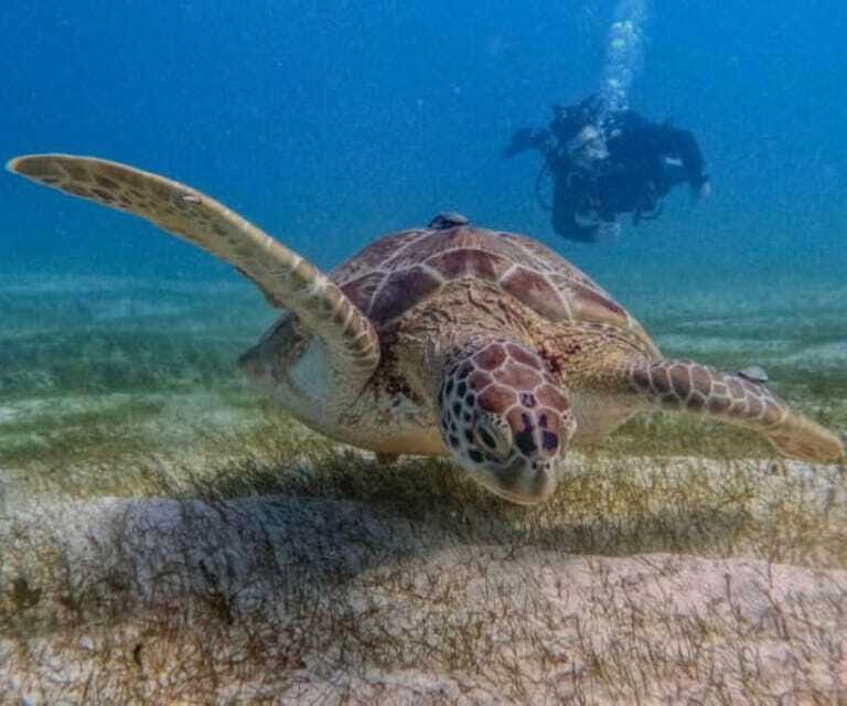 Puerto Morelos: Two Reef Dives for Certified Divers - Final Thoughts