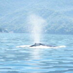 Puerto Vallarta: 3-Hour Whale Watching and Snorkeling - The Boat and Group Size