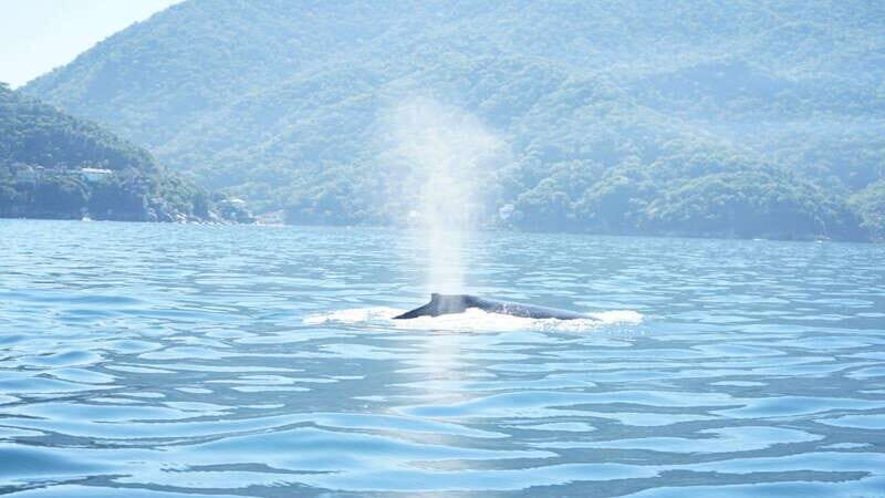 Puerto Vallarta: 3-Hour Whale Watching and Snorkeling - The Boat and Group Size