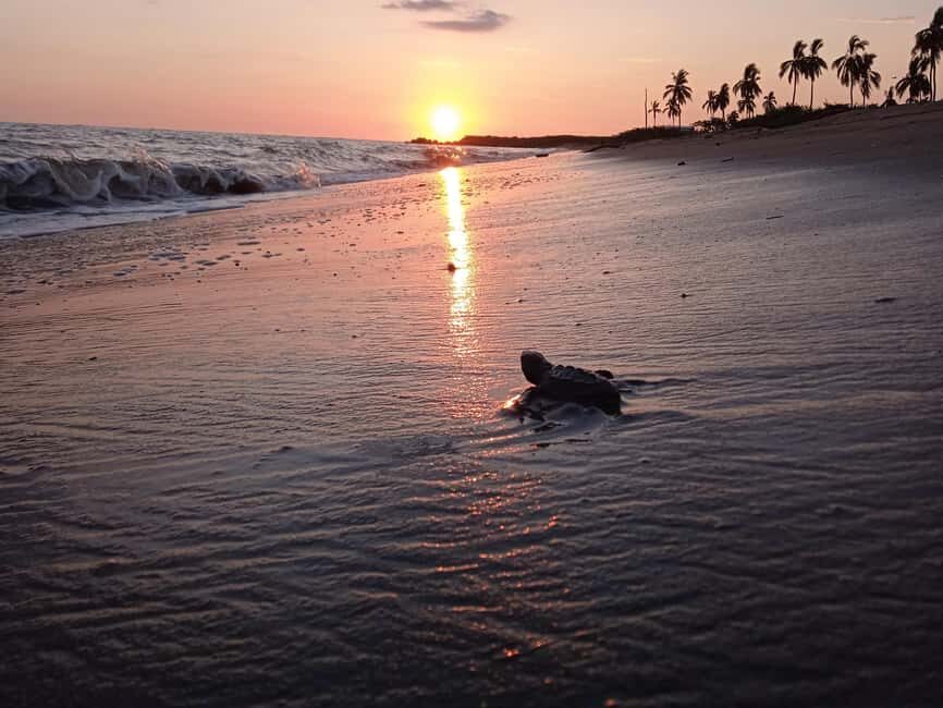 Puerto Vallarta: Baby Turtle Release in Conservation Area - Whats Included and Whats Not?