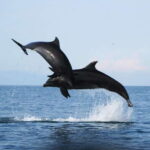 Puerto Vallarta: Dolphin Watching Cruise with a Biologist - Price and Value