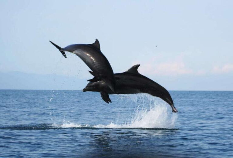 Puerto Vallarta: Dolphin Watching Cruise with a Biologist - Price and Value
