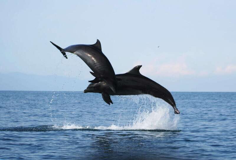 Puerto Vallarta: Dolphin Watching Cruise with a Biologist - Price and Value