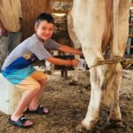 Puerto Vallarta: Hands-on Farm Experience from Cow to Cheese - Transport, Group Size, and Practicalities