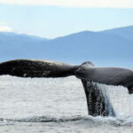 Puerto Vallarta: Humpback Whale Research Adventure Tour - The Itinerary in Detail