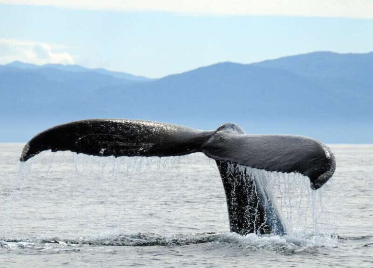 Puerto Vallarta: Humpback Whale Research Adventure Tour - The Itinerary in Detail