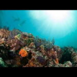 Puerto Vallarta: La Corbeñeta Underwater Exploration - Practical Details and Tips