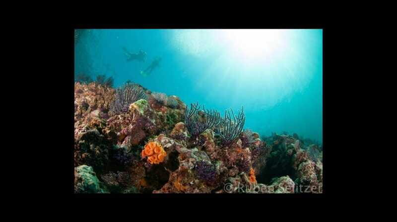Puerto Vallarta: La Corbeñeta Underwater Exploration - Practical Details and Tips