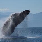 Puerto Vallarta: Mega Yacht Whale Watching Sunset Cruise - Who is This Tour Best For?
