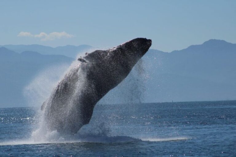 Puerto Vallarta: Mega Yacht Whale Watching Sunset Cruise - Who is This Tour Best For?