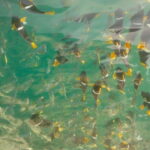 Puerto Vallarta: Private Tour Los Arcos Snorkeling - What to Expect from the Experience