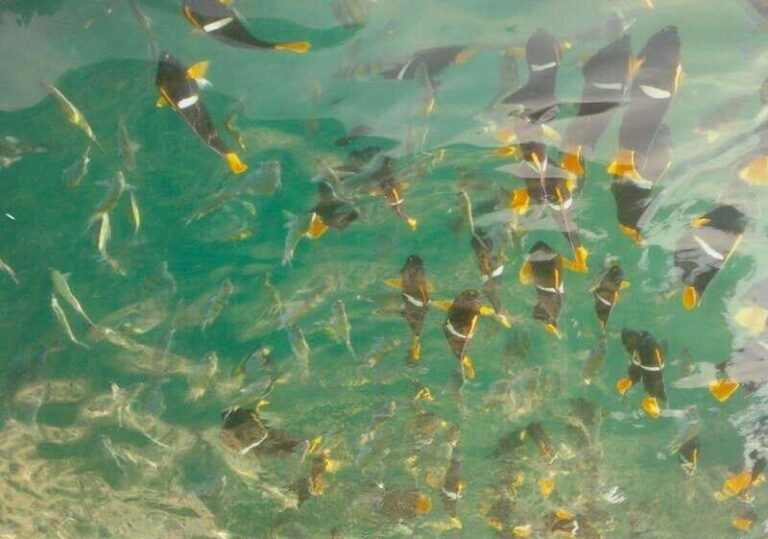 Puerto Vallarta: Private Tour Los Arcos Snorkeling - What to Expect from the Experience