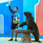 Puerto Vallarta: Sea Lion Discovery - The Itinerary Breakdown