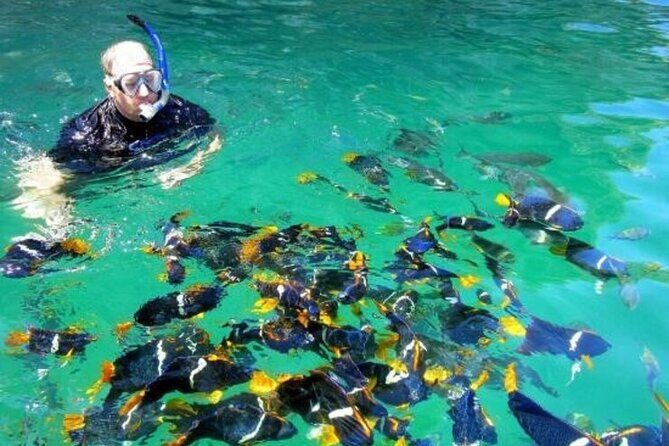 Puerto Vallarta Snorkeling at Arcos and Animas or Quimixto - The Experience from Travelers’ Perspectives
