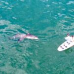 Puerto Vallarta: Swim and Paddle Board with Wild Dolphins - Who Is This Tour Best Suited For?
