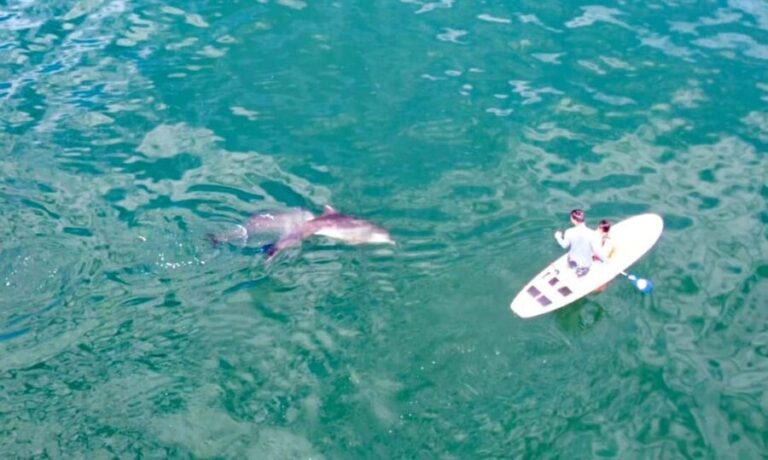 Puerto Vallarta: Swim and Paddle Board with Wild Dolphins - Who Is This Tour Best Suited For?