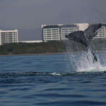 Puerto Vallarta: Whale watching - Who Is This Tour For?