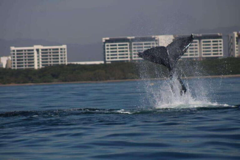 Puerto Vallarta: Whale watching - Who Is This Tour For?