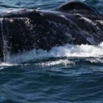 Puerto Vallarta: Whale Watching Adventure Tour - What We Love About This Tour