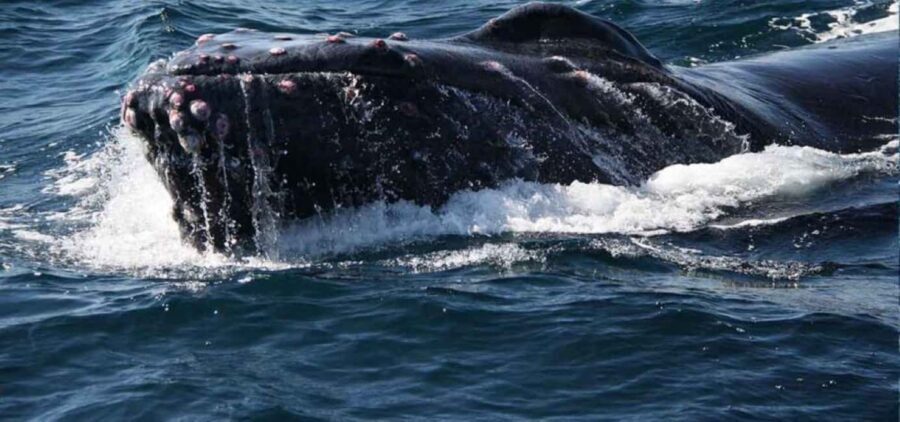 Puerto Vallarta: Whale Watching Adventure Tour - What We Love About This Tour