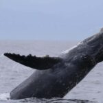 Puerto Vallarta: Whale Watching Encounter - What Is Whale Watching in Puerto Vallarta Like?