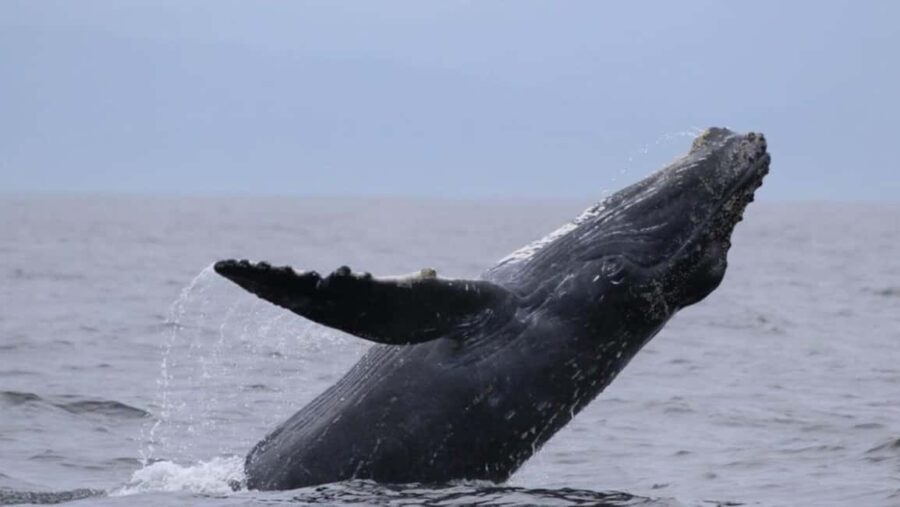 Puerto Vallarta: Whale Watching Encounter - What Is Whale Watching in Puerto Vallarta Like?