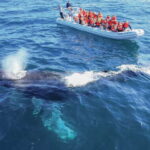 Puerto Vallarta: Whale Watching Photo Safari - What to Expect on the Whale Watching Photo Safari