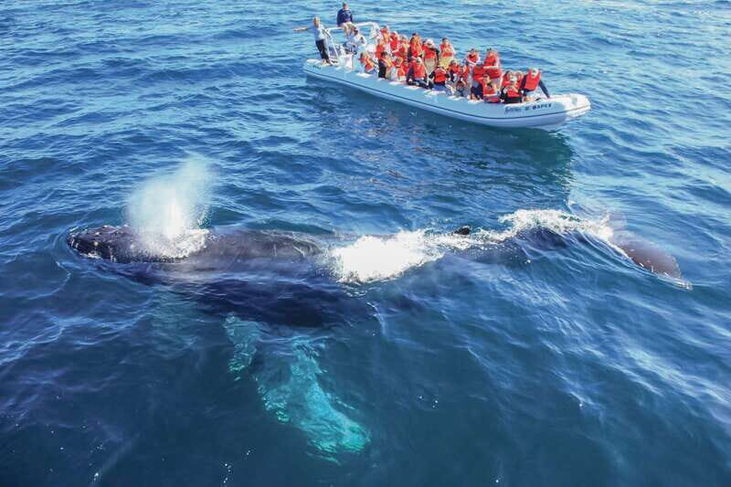 Puerto Vallarta: Whale Watching Photo Safari - What to Expect on the Whale Watching Photo Safari
