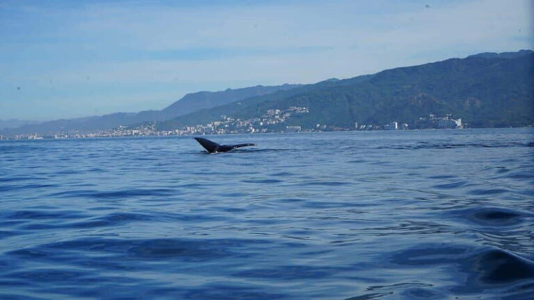 Puerto Vallarta: Whale Watching with Guide - What to Expect from the Tour