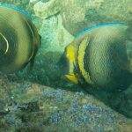 Punta Mita Fishing Experience and Snorquel at Secluded Reefs - Final Thoughts