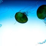 Quebec: Aquarium du Quebec Entry Ticket - Value for Money