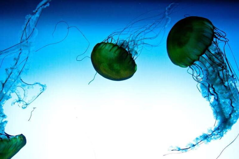 Quebec: Aquarium du Quebec Entry Ticket - Value for Money