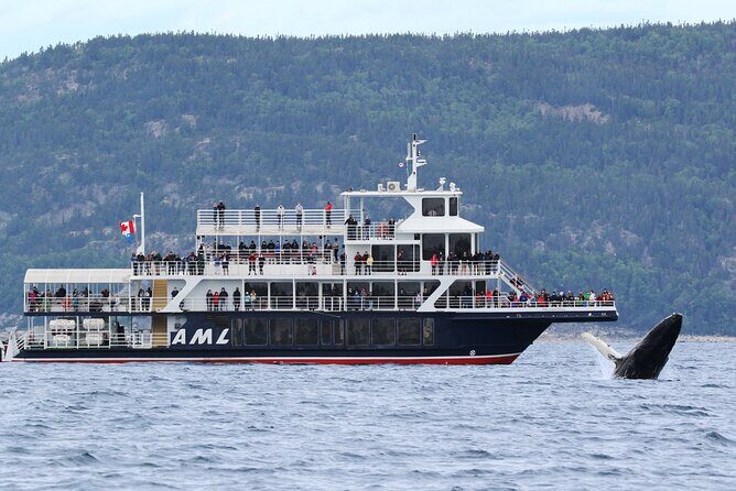 Québec City: Whale Watching Tour with Bus Transportation - Real Traveler Perspectives