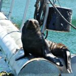 Queen Charlotte Sound Mail Boat Cruise from Picton - The Route and Delivery Experience