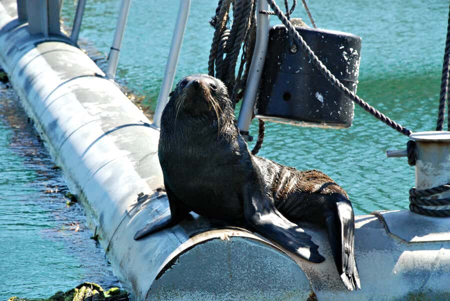 Queen Charlotte Sound Mail Boat Cruise from Picton - The Route and Delivery Experience