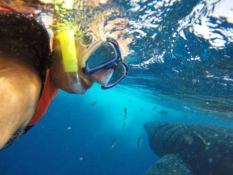 Quintana Roo: Whale Shark Swim, Private Boat Trip, and Lunch - The Itinerary: What You’ll Actually Do