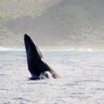 RAFT ADVENTURE - Whale Watch Discovery - The Itinerary Breakdown