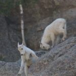 Rapid City: Black Hills Parks, Monuments & Mount Rushmore - What Does It Feel Like?