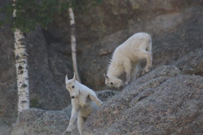 Rapid City: Black Hills Parks, Monuments & Mount Rushmore - What Does It Feel Like?