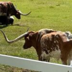 Rapid City: Black Hills Tour with Monument Tour - What to Expect on the Tour