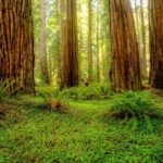 Redwood National and State Parks Self-Guided Audio Driving Tour - Practical Considerations and Value