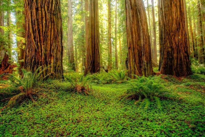 Redwood National and State Parks Self-Guided Audio Driving Tour - Practical Considerations and Value