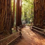 Redwood Retreat: Tour to Muir Woods from San Francisco - Final Thoughts