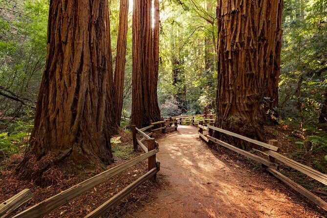 Redwood Retreat: Tour to Muir Woods from San Francisco - Final Thoughts