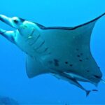 Reef Discovery Half Day Group Signature Tour - Who Is This Tour Best For?