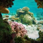 Reef Discovery Private Treasure Hunt - What’s Included and How It Works