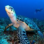 Reef diving in Playa del Carmen - The Ideal Traveler