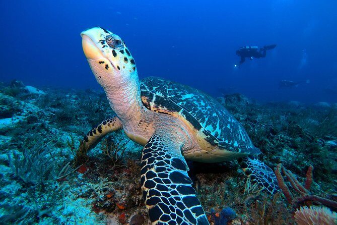 Reef diving in Playa del Carmen - The Ideal Traveler