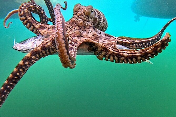 Reef Snorkel under the Captain Cook monument in Kealakekua Bay - Practical Tips & Considerations